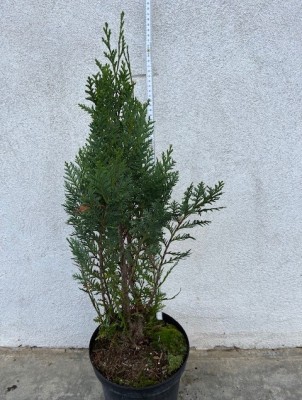 Chamaecyparis lawsoniana 'Alumii'